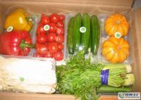 寿光礼品套菜 新鲜蔬菜的精选组合