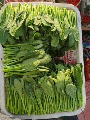 翔安区工厂新鲜蔬菜配送服务指南