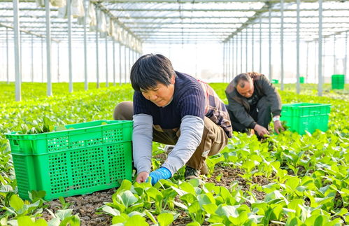 抢收蔬菜保供应，冬季“菜篮子”满载新鲜