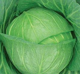 叶菜类新鲜蔬菜保鲜与批发供应链全面解读