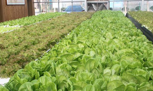 消化科医生提醒 这3种蔬菜伤肠胃，‘倒贴钱’也别吃！